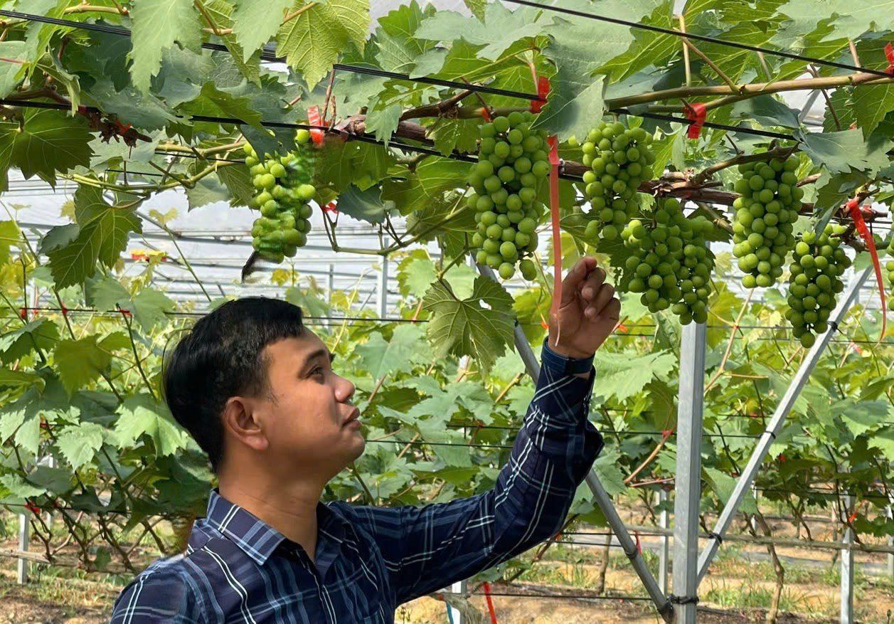 Triển vọng trồng nho hữu cơ trên đất Quảng Trị