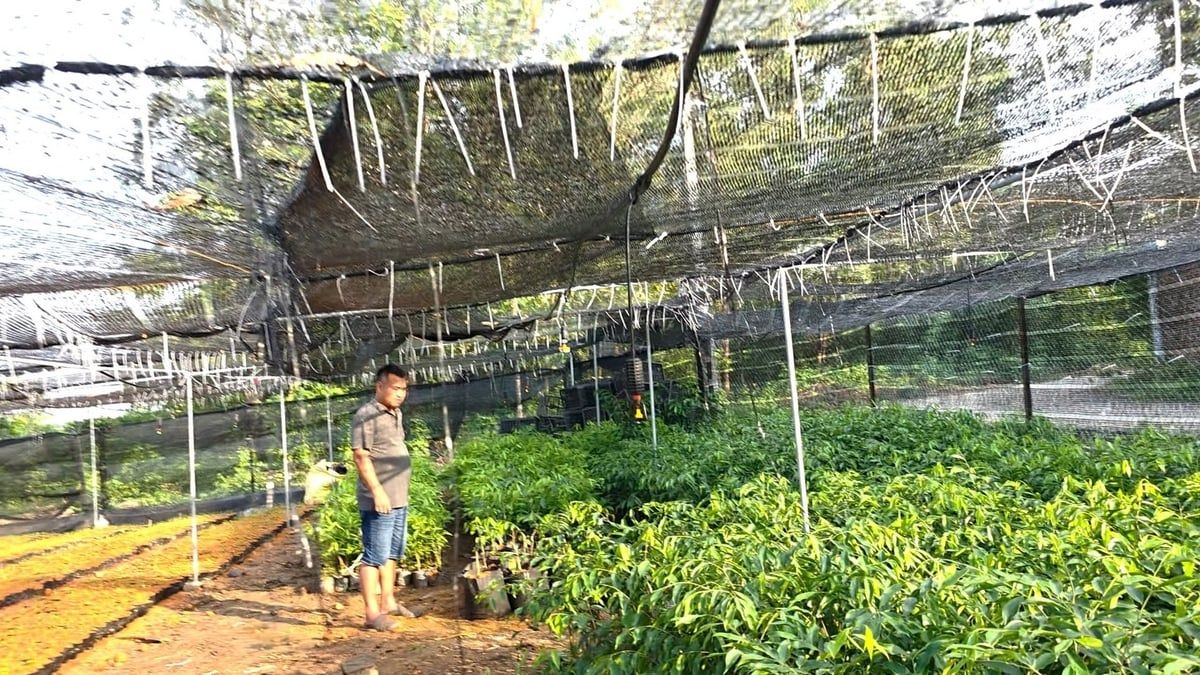 Kỳ Hải Nam - cây tỷ phú hay trò lừa bán giống: [Bài 3] Chớ ‘mang củi về rừng'!