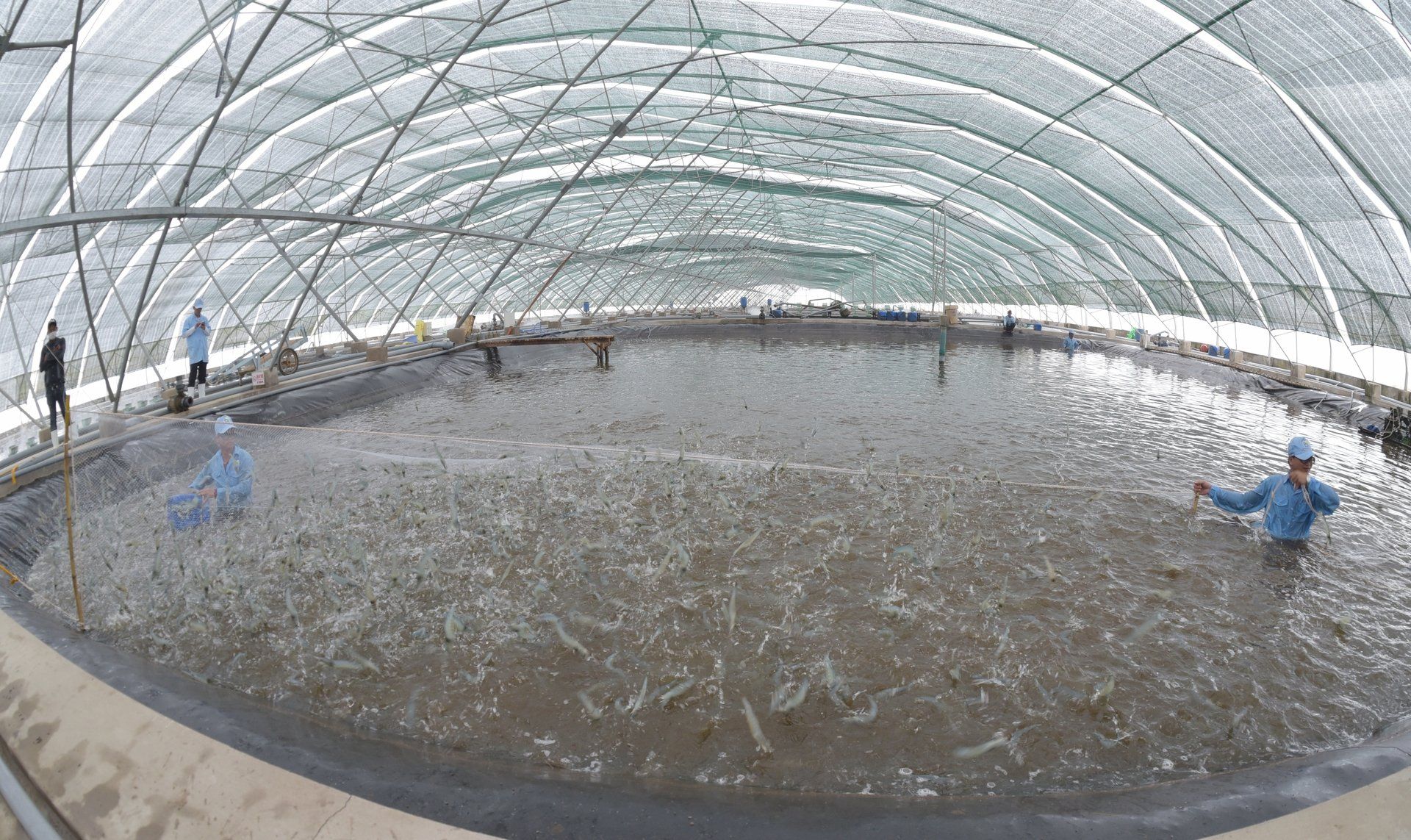 Thủy sản 'vững sóng' vươn tầm [Bài cuối]: Công nghệ và FTA - 'đôi cánh’ bay xa