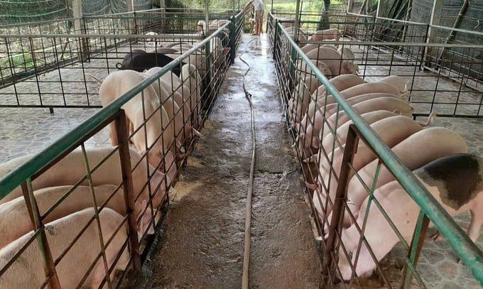 Nuôi heo lại lên hương: [Bài 3] Ứng dụng công nghệ giảm giá thành