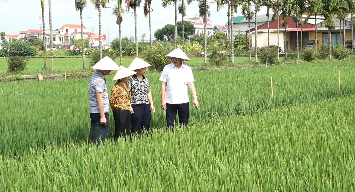 Nghiên cứu khoa học vì hạt lúa, vì nông dân