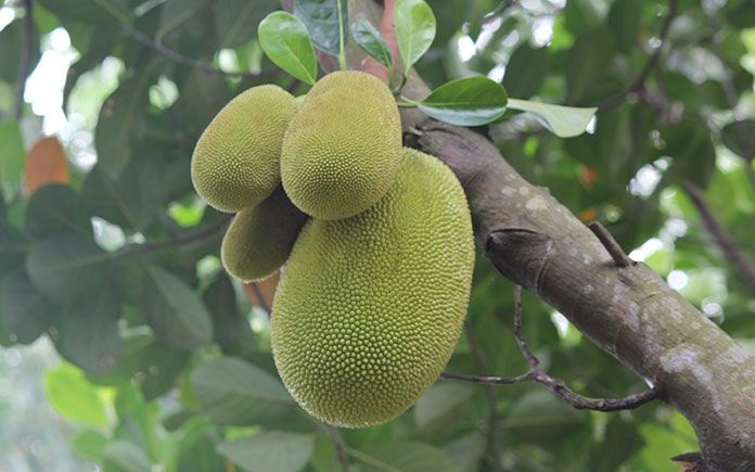Mít Thái tìm đường tiến thẳng vào một quốc gia cũng trồng nhiều mít, mới bán mà khách đã khen ngon