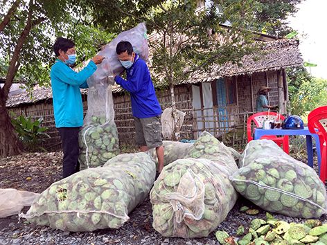 Sen lụa là sen gì mà giáp tết giá bán tăng bất ngờ gấp đôi, cứ 1 công nông dân Hậu Giang lãi 30 triệu?