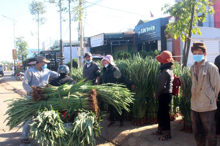 Giá hoa lay ơn chưng Tết năm Hổ ở nơi này tăng cao gấp 3-5 lần so tết năm Trâu, cứ nhổ là bán hết