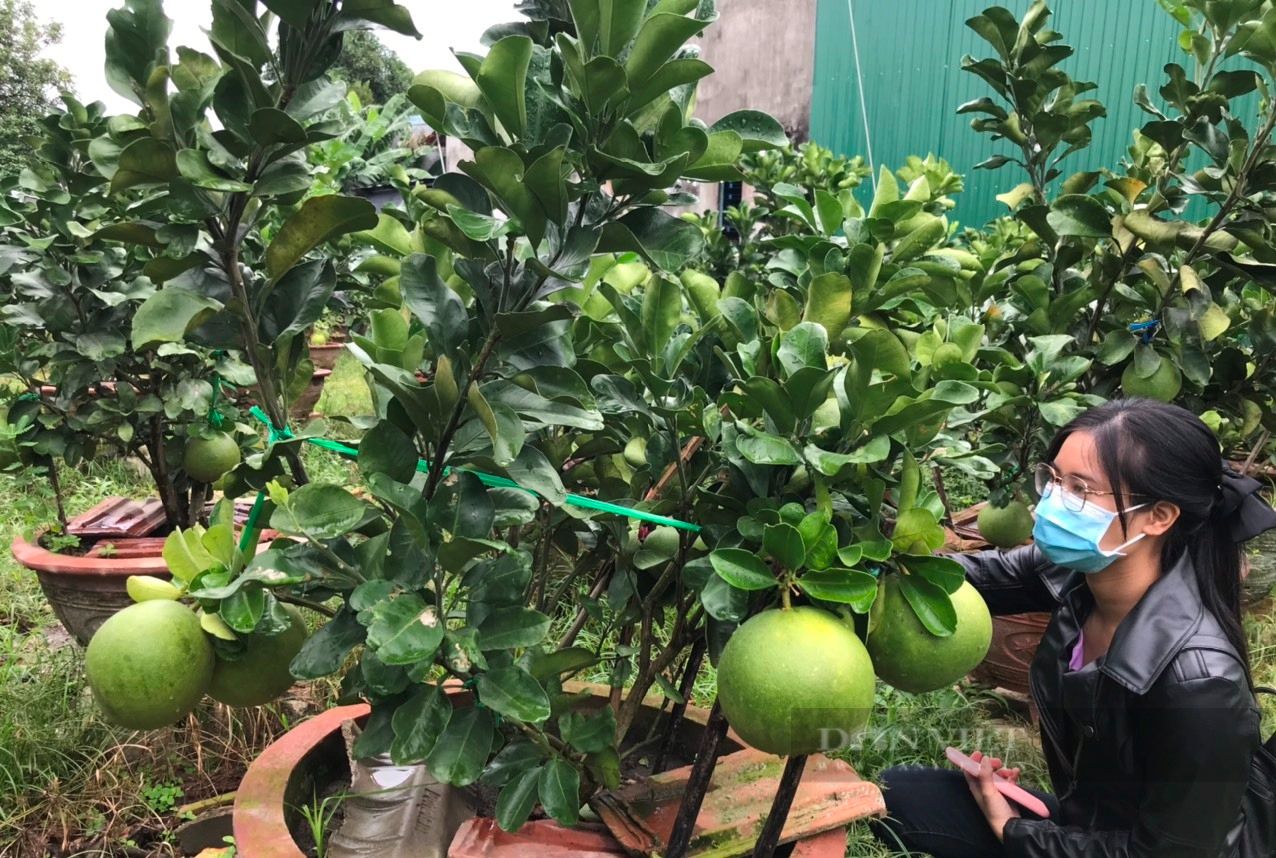 Thực hư thông tin hơn 35.000 tấn cam sành Hà Giang khó tiêu thụ?