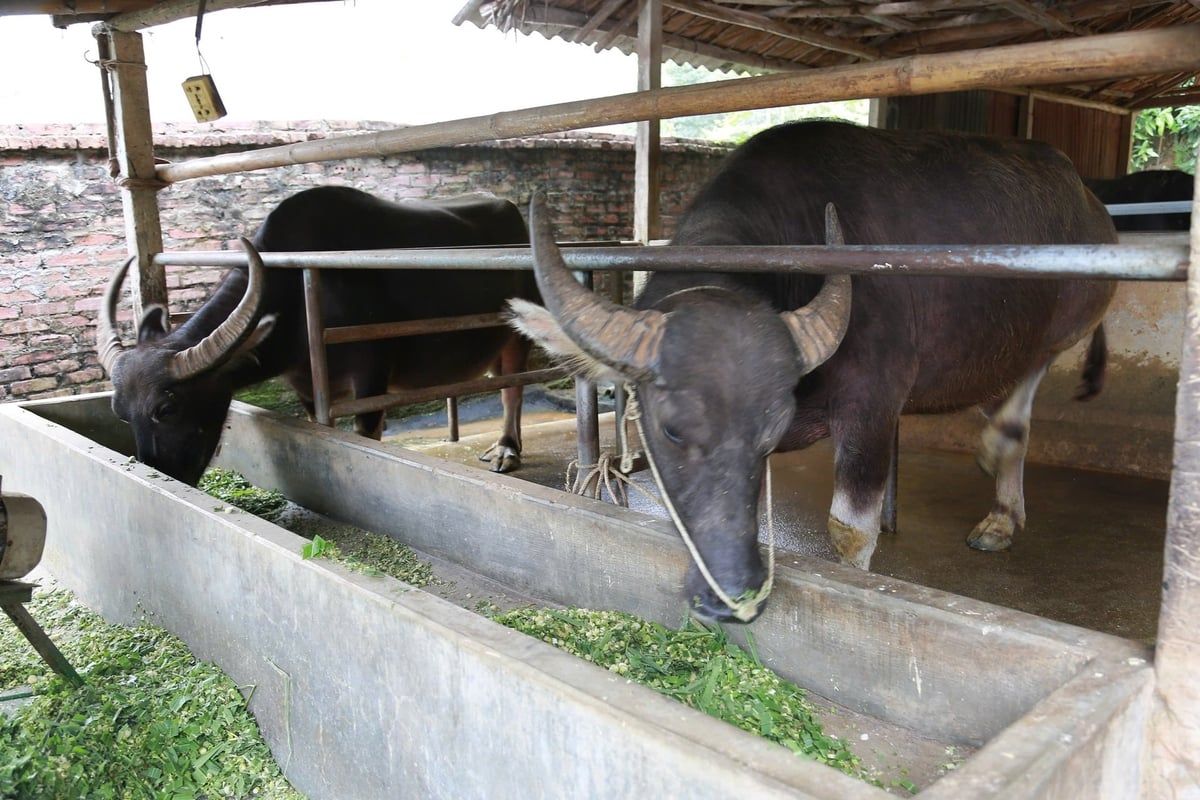 Âu Lâu bớt âu lo nhờ chủ động phòng dịch đàn gia súc
