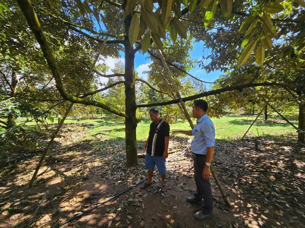 Giải pháp khôi phục cây trồng sau mưa lũ