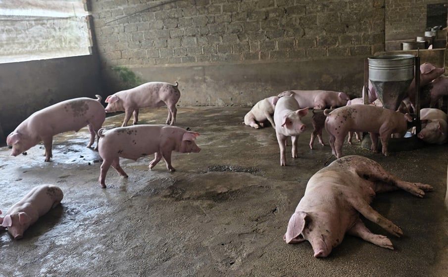 Chăn nuôi Phú Thọ chuyển mình theo hướng tập trung, công nghệ cao