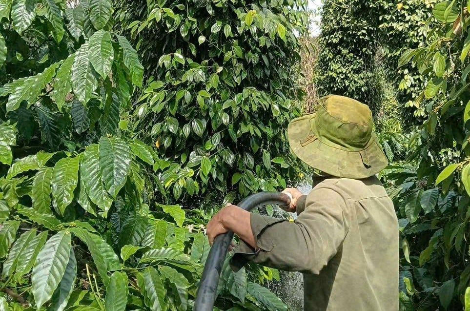 Giá cà phê hôm nay 12/11/2025: Arabica vẫn tăng mạnh