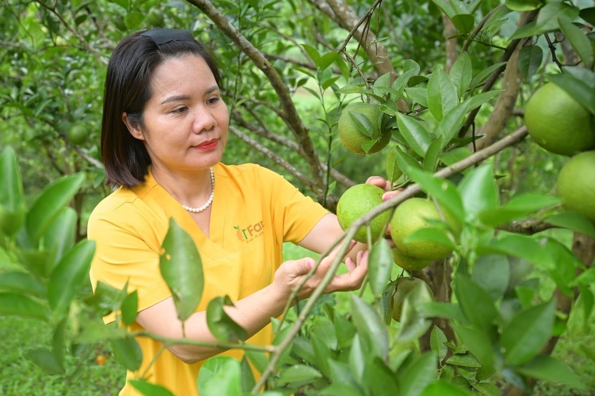 HTX có cam đắt gấp đôi thị trường