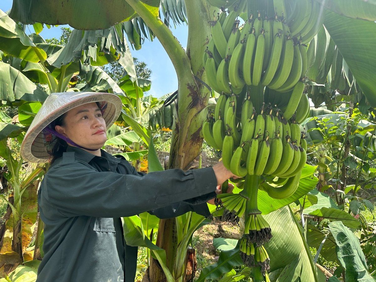 Người phụ nữ Dao làm giàu nhờ chuối tiêu hồng