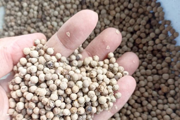 Giá tiêu hôm nay 13/11/2025: Rơi về mốc 146.000 đ/kg