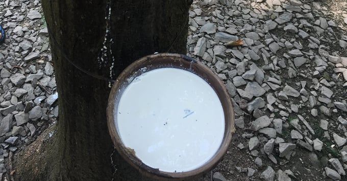 Giá cao su hôm nay 13/11/2025: Thị trường đồng loạt tăng tốt