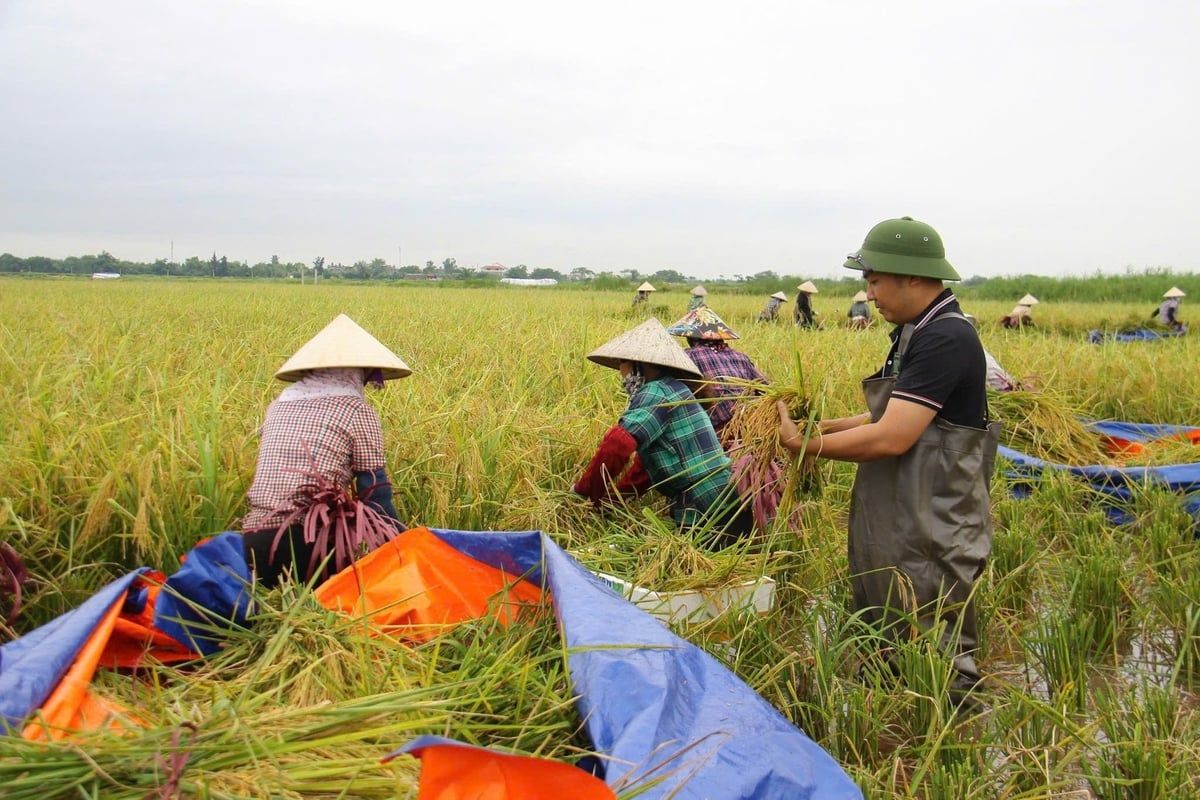 Giá lúa gạo hôm nay 13/11/2025: Vẫn không có thay đổi mới