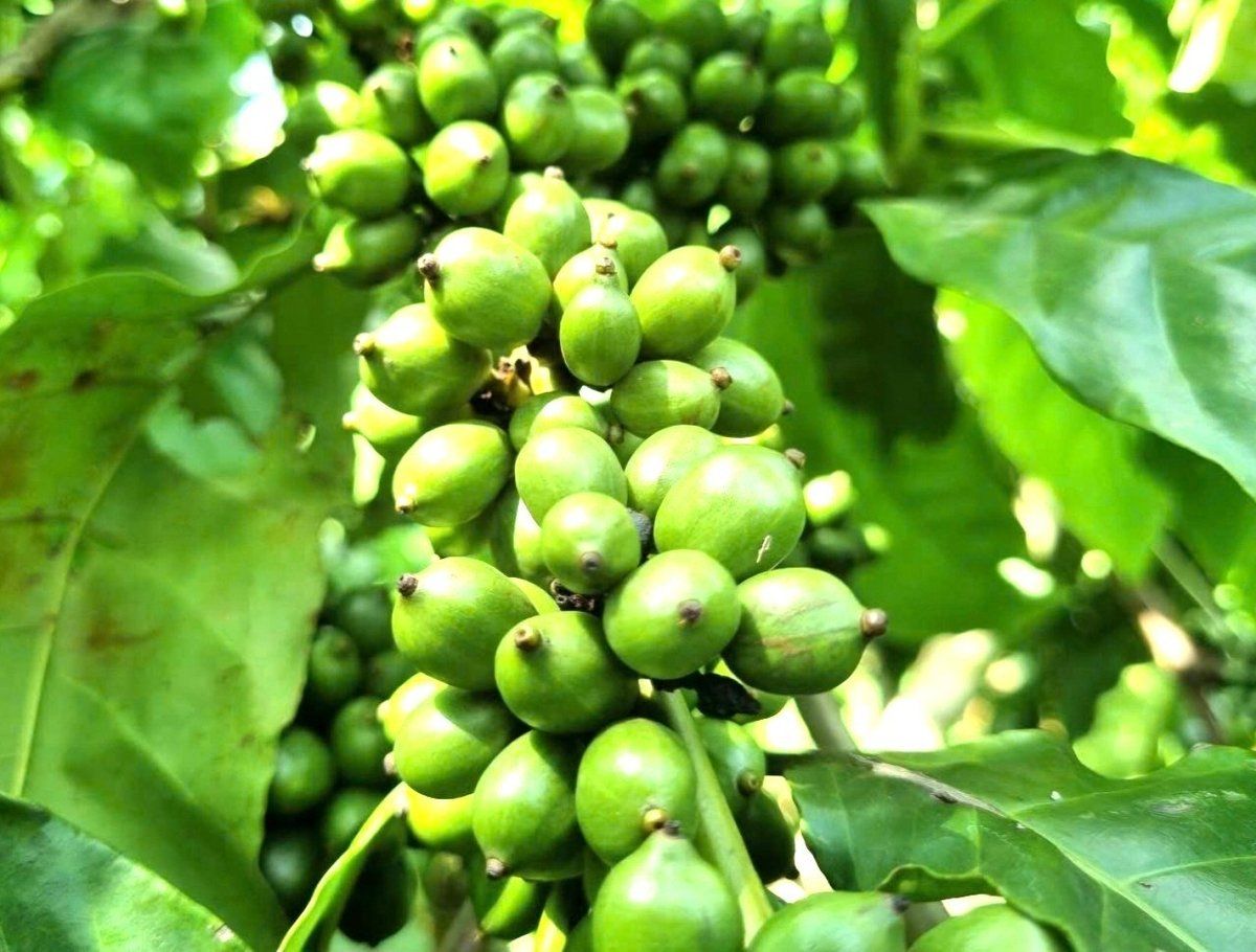 Giá cà phê hôm nay 14/11/2025: Tiếp tục đà giảm