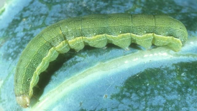 Sâu xanh da láng - Best armyworm