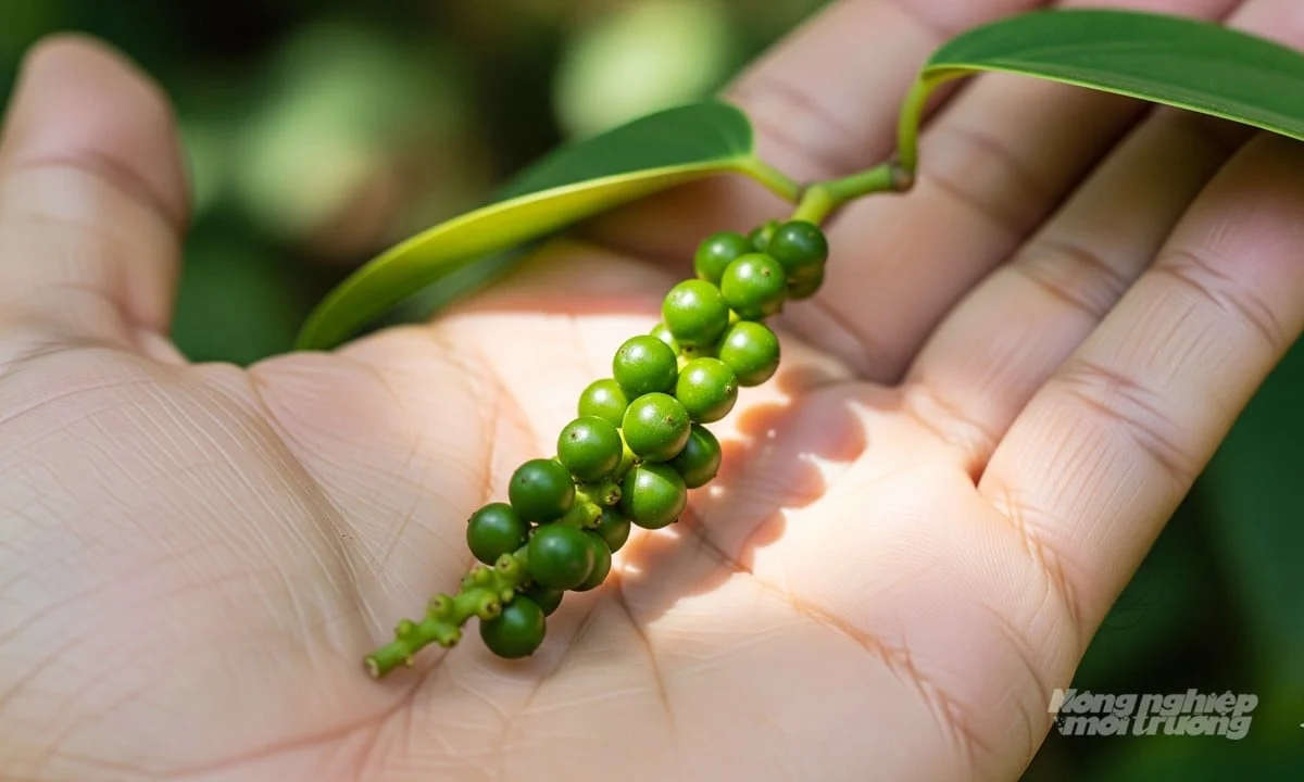 Giá tiêu hôm nay 24/11/2025: Cao nhất ở ngưỡng 148.000 đ/kg