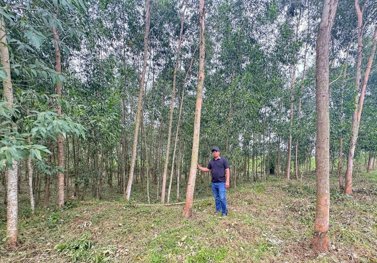 Nâng cao giá trị, tạo thu nhập ổn định từ rừng trồng