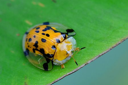 Bọ rùa ăn lá - Hadda beetla