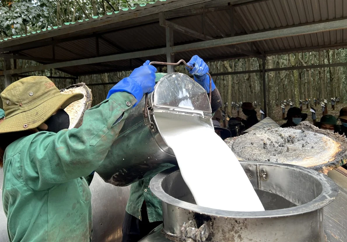 Giá cao su hôm nay 27/11/2025: Thế giới biến động nhẹ