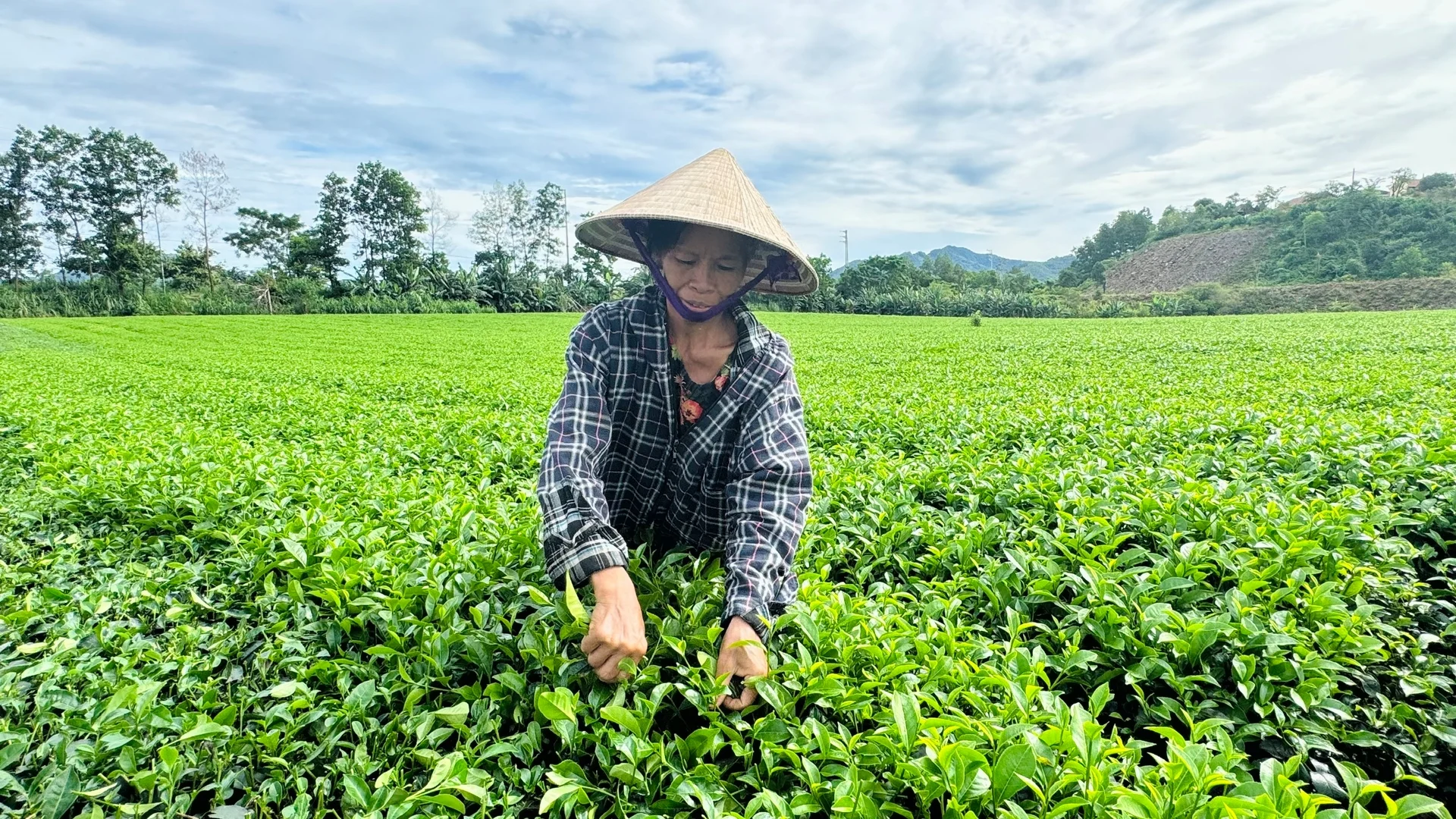 Quản lý dịch hại tổng hợp trên cây chè, năng suất và lợi nhuận tăng 15-20%