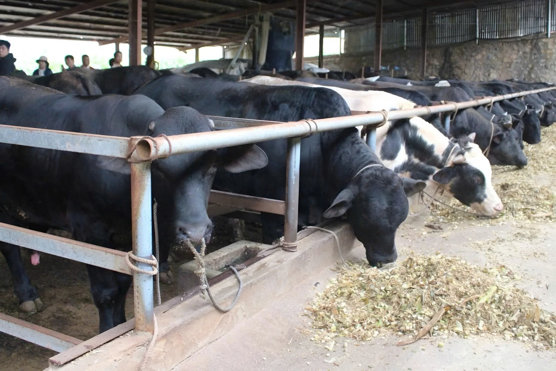 Sơn La định hình lại chăn nuôi đại gia súc