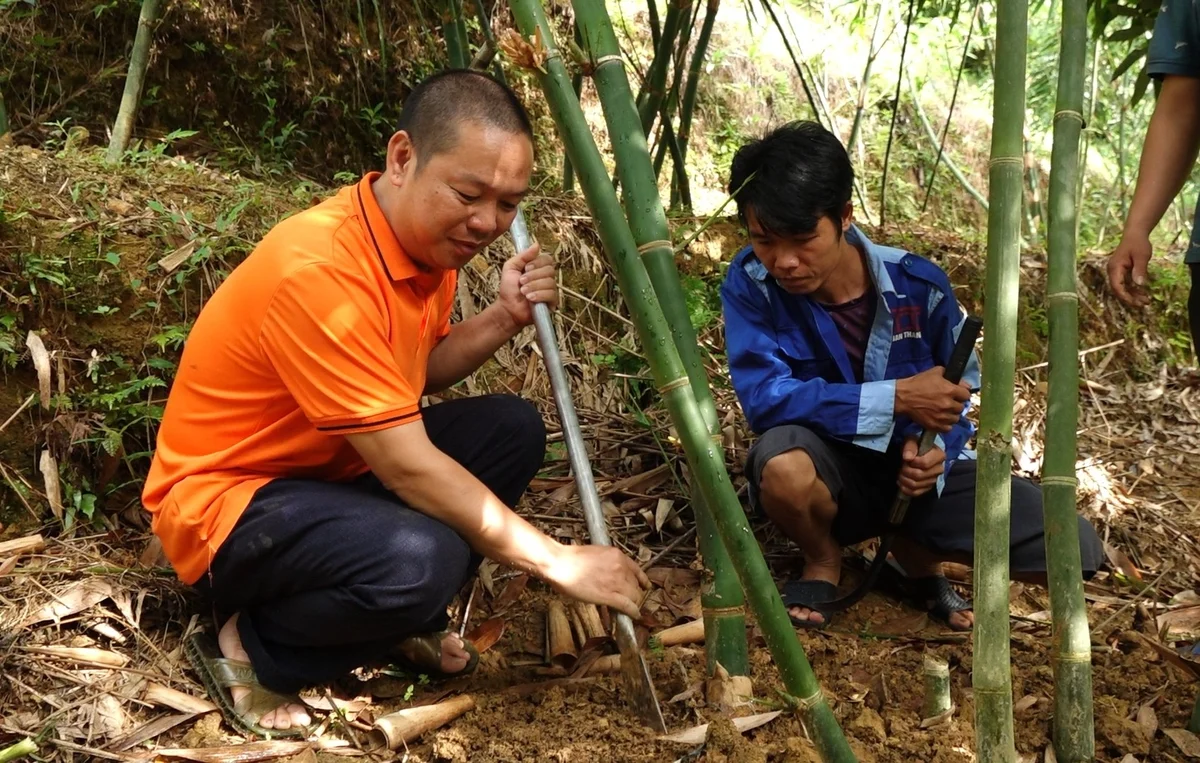 Trồng măng Lục Trúc: Cơ hội làm giàu, nhưng không dễ dàng với mọi nhà nông