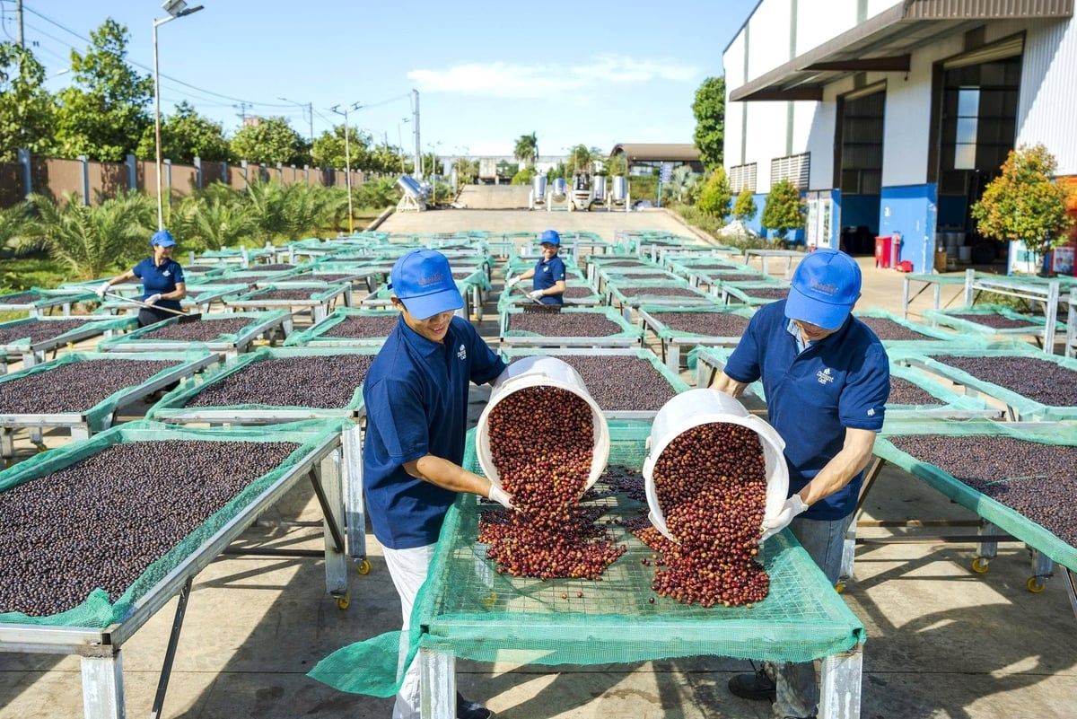 Giá cà phê hôm nay 28/11/2025: Robusta tăng nhẹ