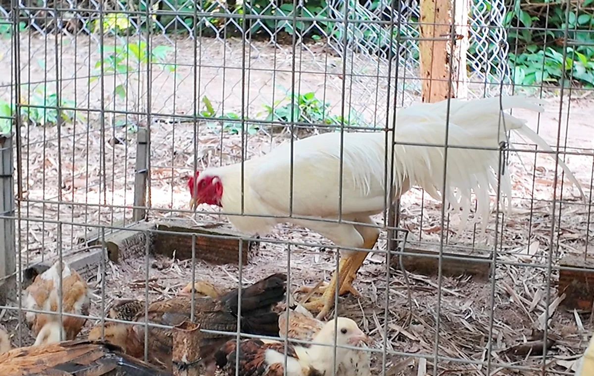 Giống gà lai Mỹ - Thái mở hướng đi mới cho vùng Bảy Núi