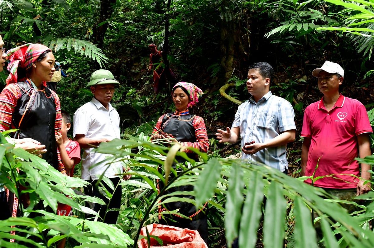 Trồng dược liệu dưới tán rừng nâng cao thu nhập, giảm áp lực khai thác gỗ