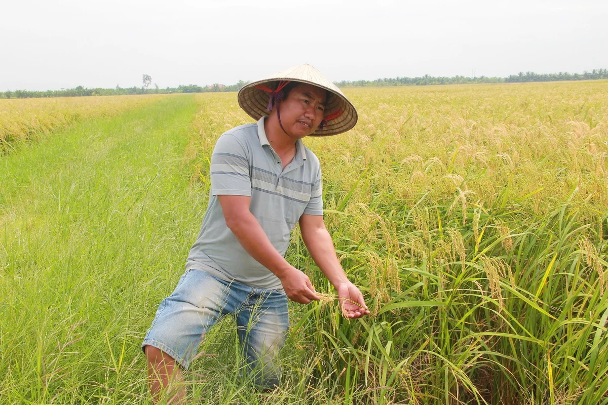 'Nhạc trưởng' của những cánh đồng mẫu lớn tại Hải Phòng