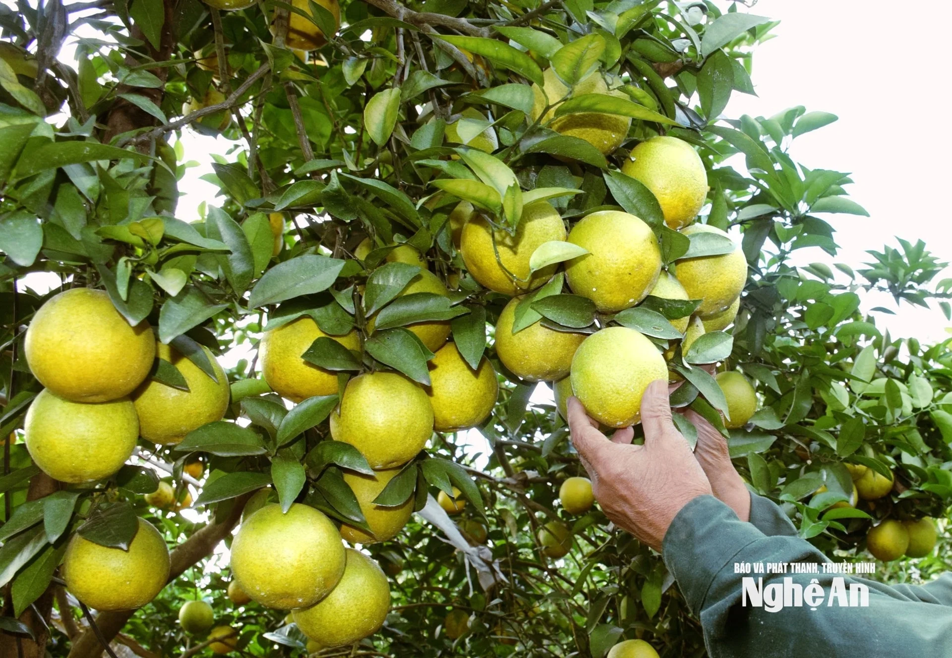 Thứ quả đặc sản là