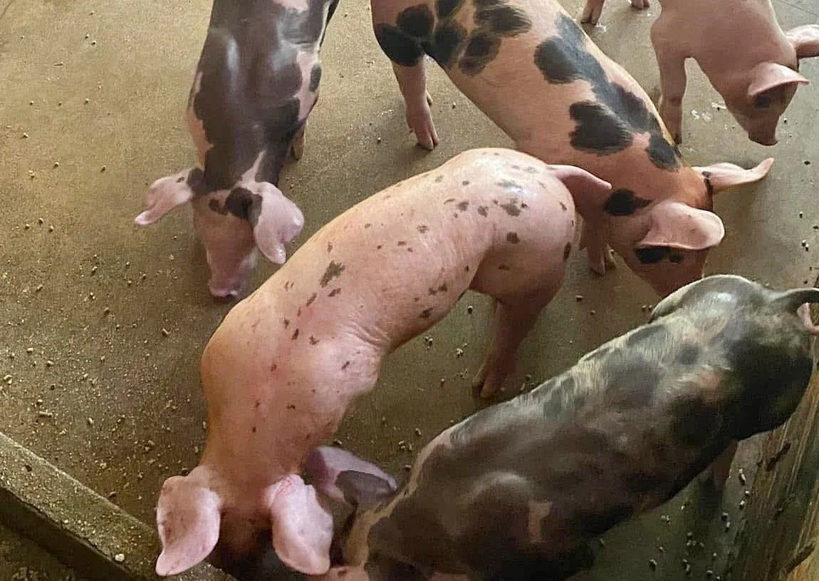 Giá heo hơi hôm nay 30/11/2025: Tuần này tiếp tục tăng nóng