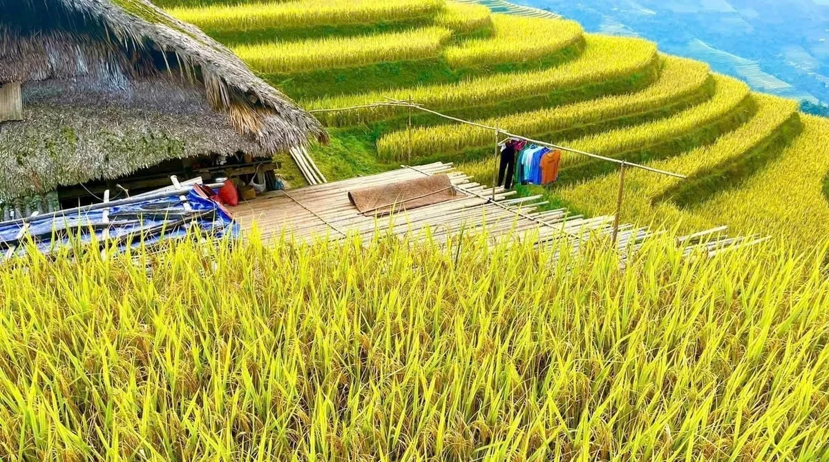 Giá lúa gạo hôm nay 30/11/2025: Lúa tươi tăng giá nhẹ