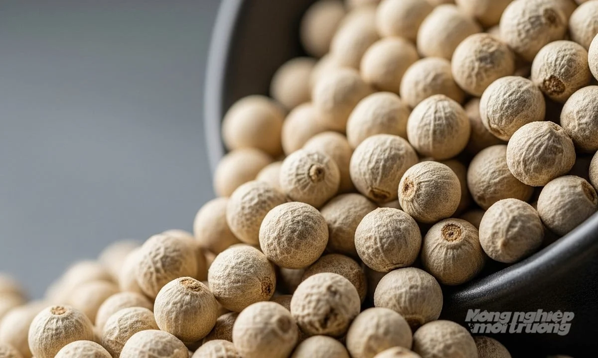 Giá tiêu hôm nay 1/12/2025: Cao nhất ở mức 151.000 đồng/kg