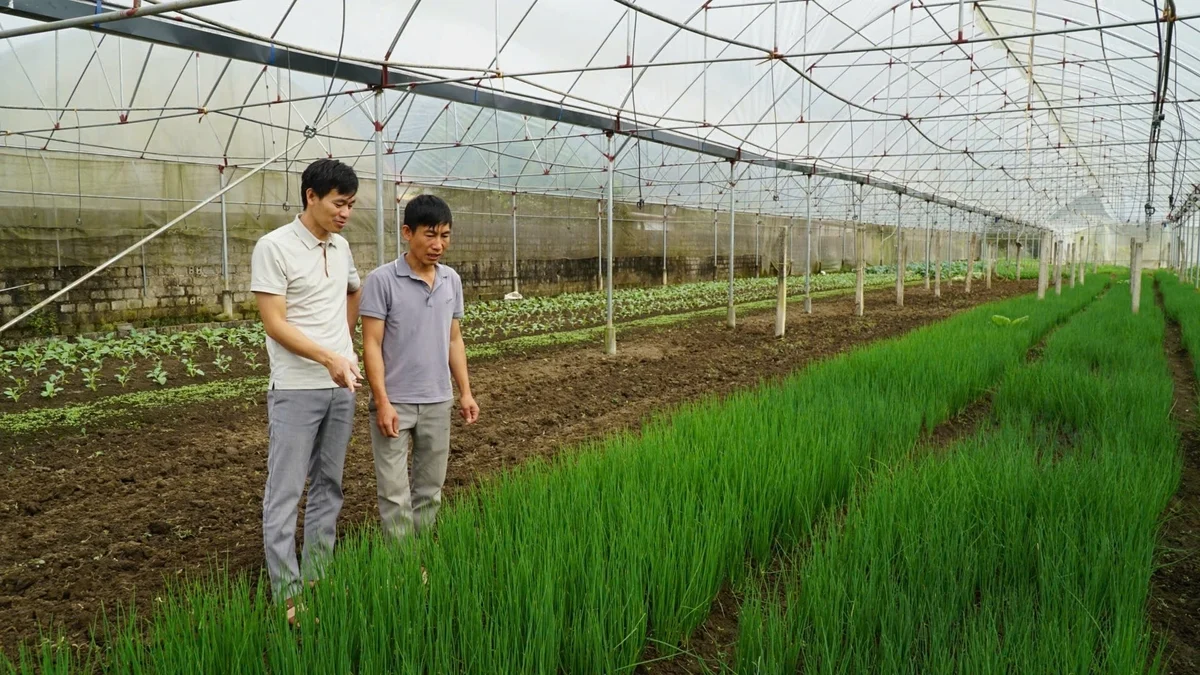 Ngôi nhà giúp rau màu 'vượt nắng, thắng mưa', sản xuất được quanh năm