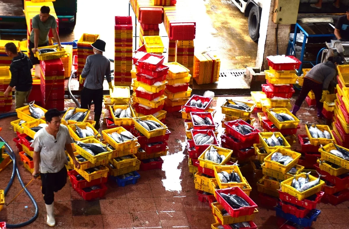 'Tháo gông' cho nghề đánh bắt cá ngừ sọc dưa, ngư dân mừng rỡ