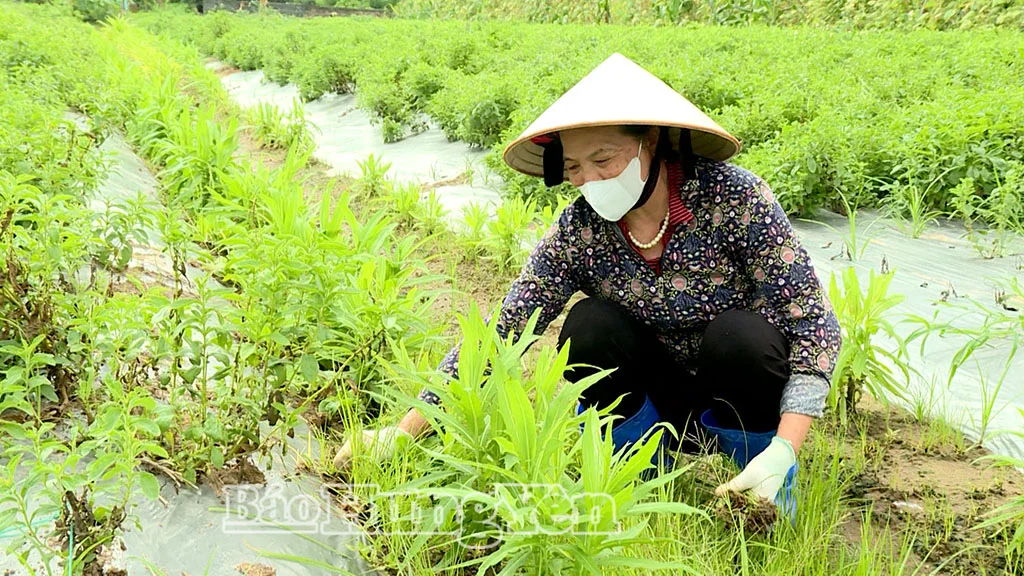 Xã Tiền Hải, tỉnh Hưng Yên (địa phận tỉnh Thái Bình trước đây) có người