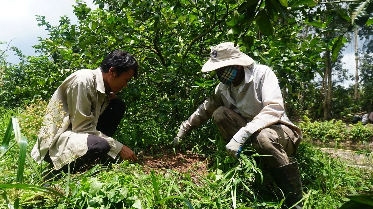 Làm chủ tri thức giảm nghèo: [Bài 2] Biến đất khó thành vùng chanh xuất khẩu
