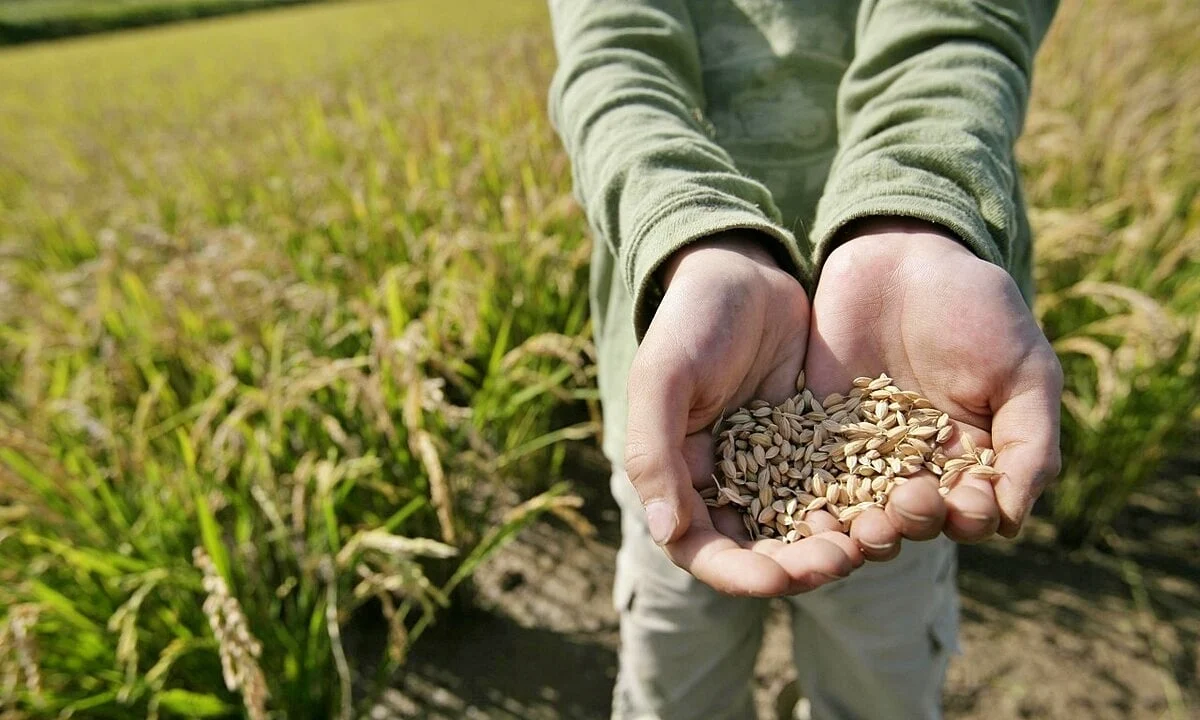 Giá lúa gạo hôm nay 2/12/2025: Có phần khởi sắc