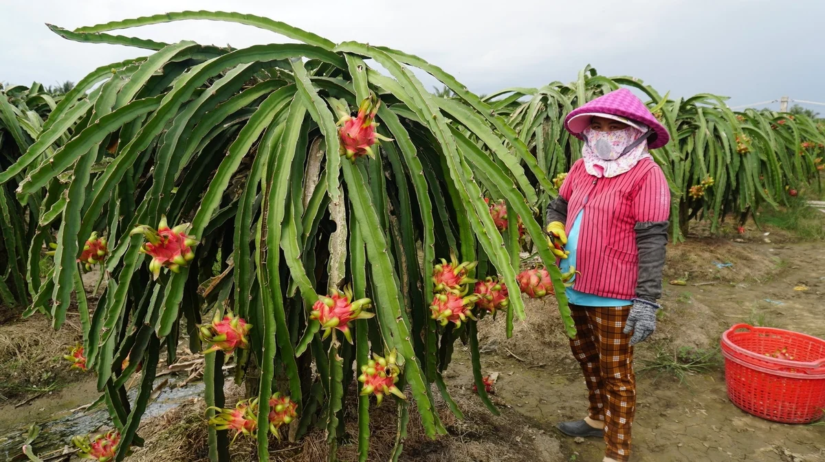 Làm chủ tri thức giảm nghèo: [Bài 3] Sống khỏe với cây thanh long
