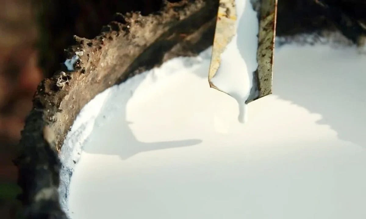 Giá cao su hôm nay 3/12/2025: Biến động trái chiều