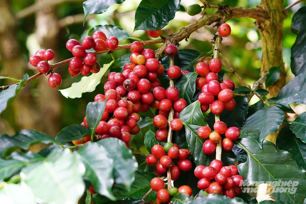 Giá cà phê hôm nay 3/12/2025: Thị trường vẫn giảm mạnh