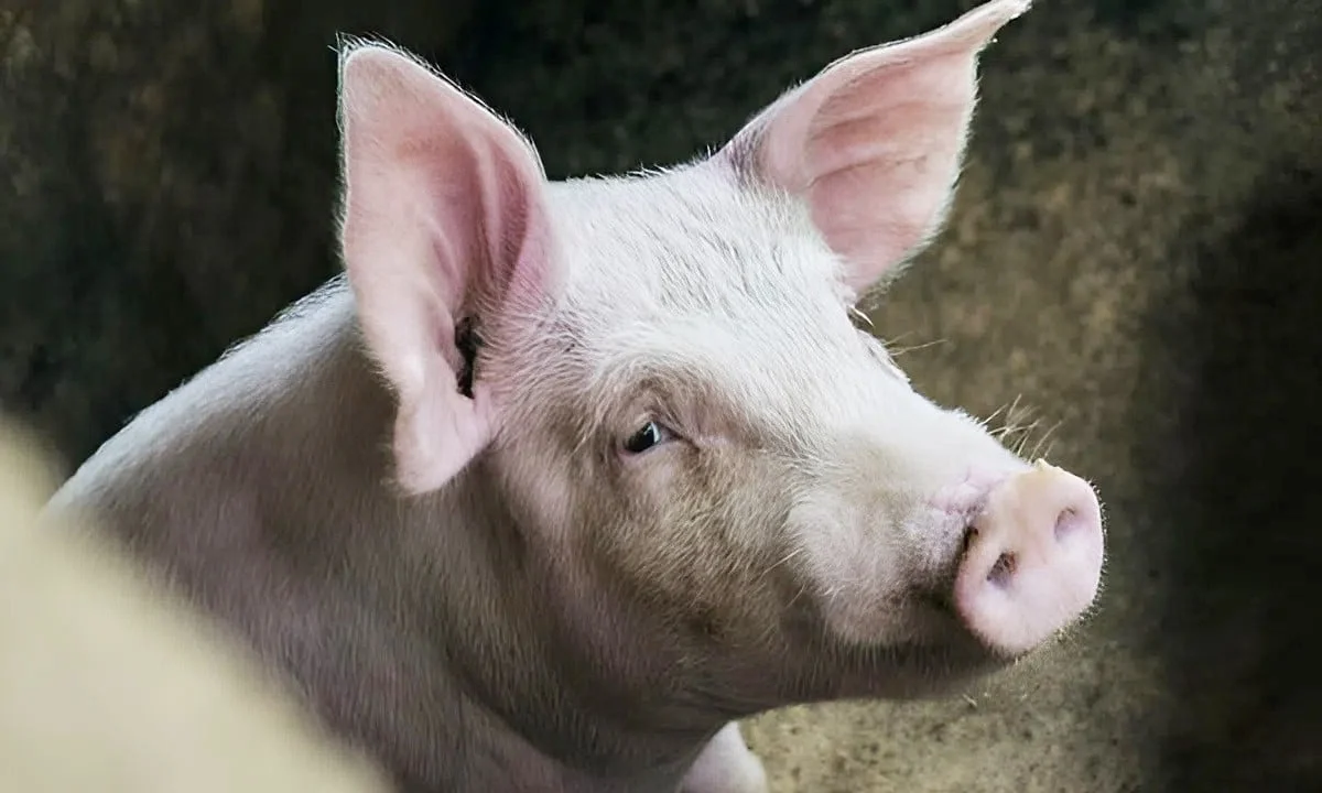 Giá heo hơi hôm nay 3/12/2025: Tăng mạnh tới 4.000 đồng
