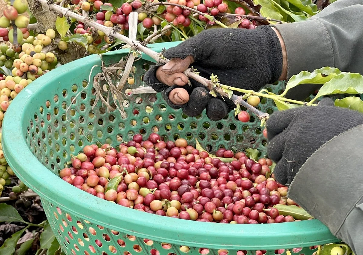Giá cà phê hôm nay 7/12/2025: Tuần này mất tới 9.500 đồng