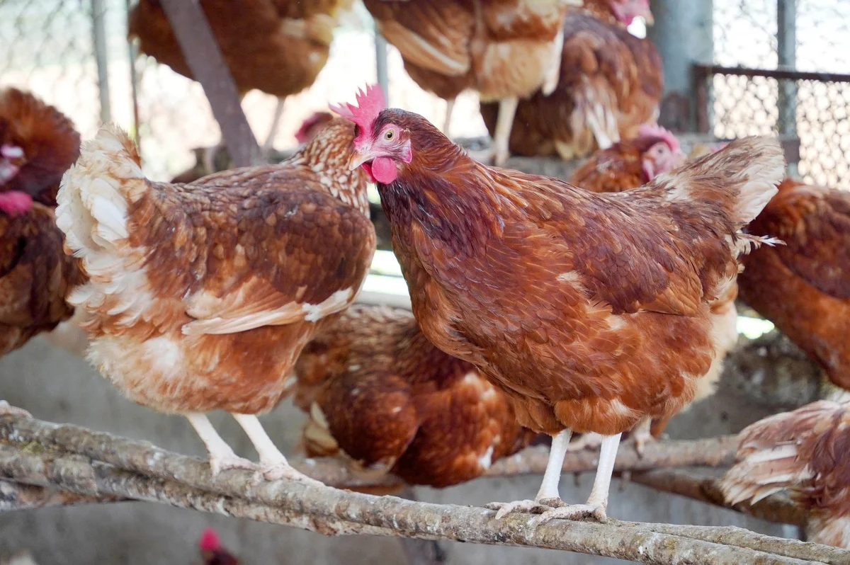 Quản lý sức khỏe vật nuôi toàn diện trong chăn nuôi hiện đại