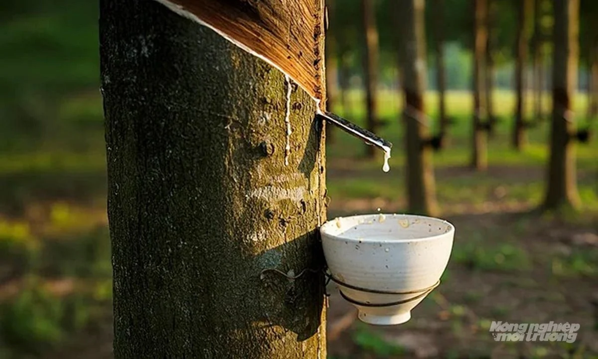 Giá cao su hôm nay 7/12/2025: Tuần này biến động mạnh