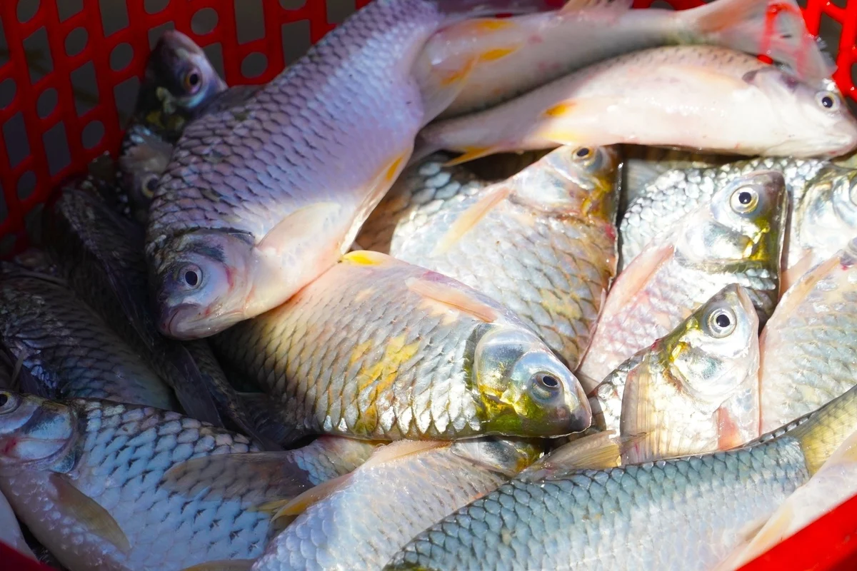 'Mùa vàng’ của cư dân vùng lũ ĐBSCL