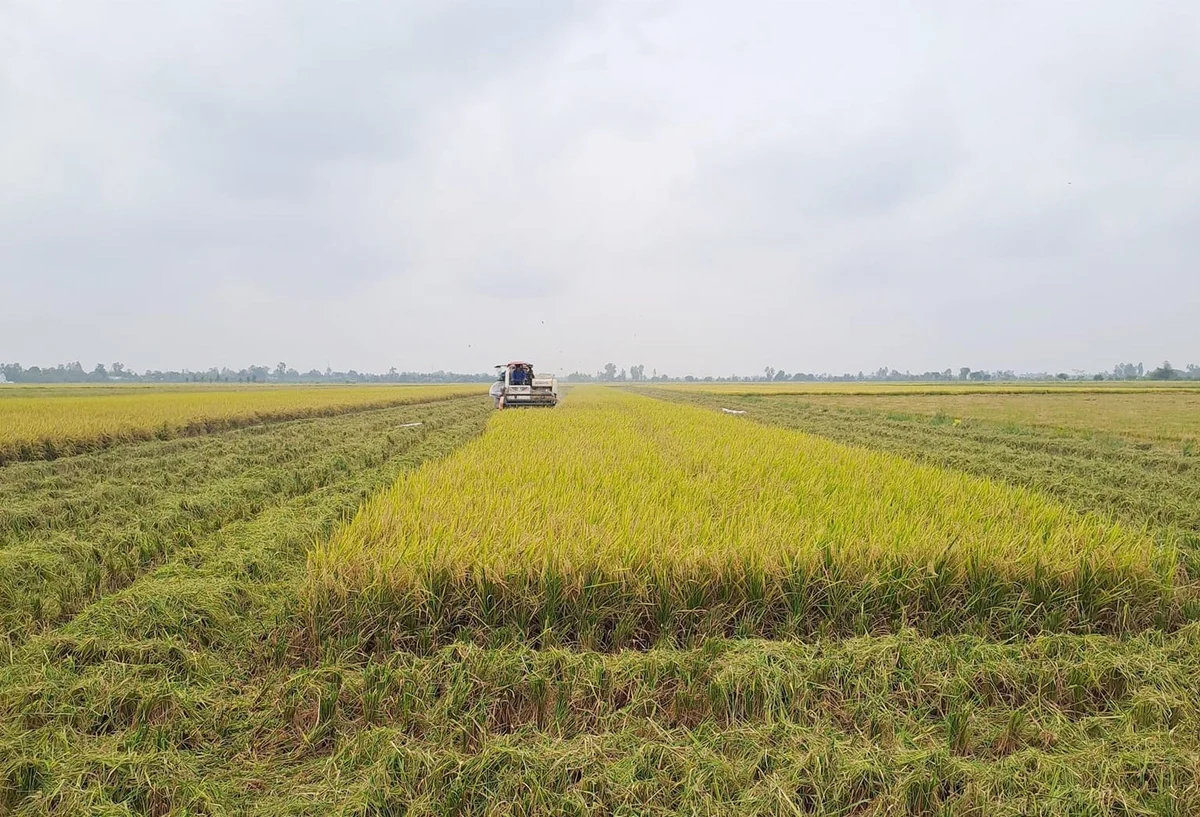 Giá lúa gạo hôm nay 7/12/2025: Trong nước ổn định