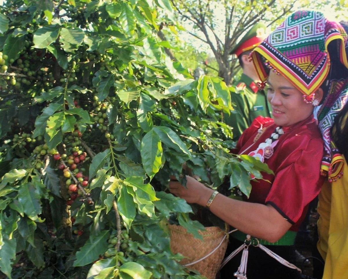 Giá cà phê hôm nay 8/12/2025: Duy trì ở mức 103.000 đ/kg